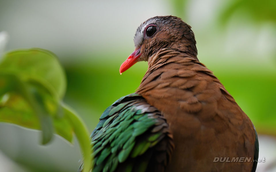 Emerald dove (Chalcophaps indica)